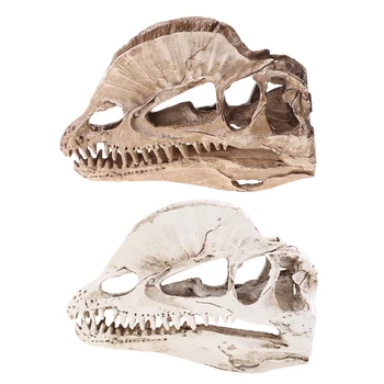 Dilophosaurus Crânio de Dinossauro Artesanato de Resina para o Fóssil do Esqueleto do Modelo de Ensino Dropship